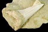 Fossil Mako Shark (Isurus) Tooth On Sandstone - Bakersfield, CA #144448-1